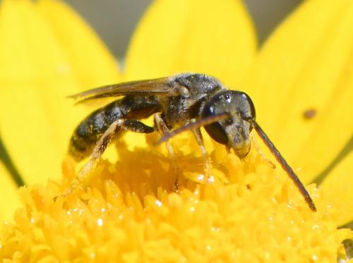 Lasioglossum sp.